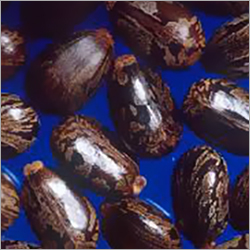 Castor Seed