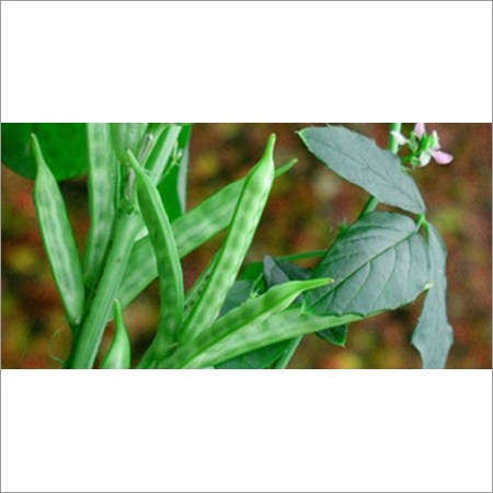 Natural Guar Gum
