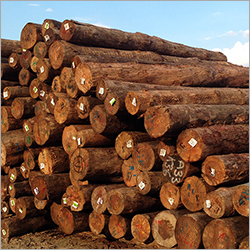Pine Wood Logs