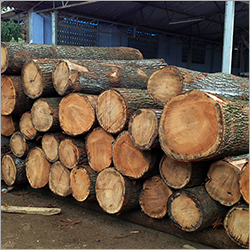 Silver Oak Wood Logs