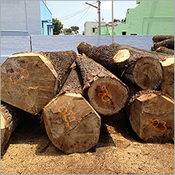Poplar Wood Logs