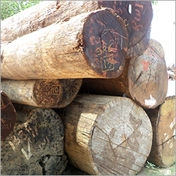 Kwila Wood Log