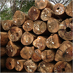 Mora Wood Log