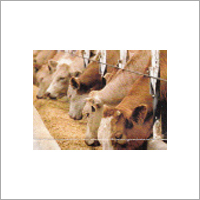 Cattle Feed