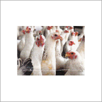 Poultry Feed