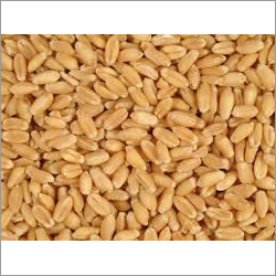 Organic Wheat