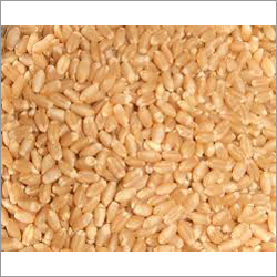 Indian Wheat