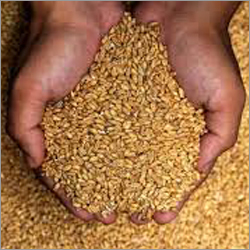 Processed Wheat