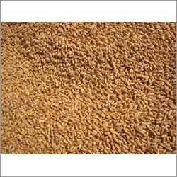 Fresh Wheat - Large Grain Size Brown Color 14% Moisture | Freshness Uniform Size High Nutrition Long Shelf Life