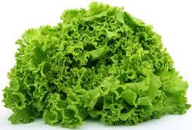 Lettuce Vegetables