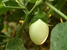 egg plant