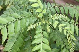 Curry Leaf