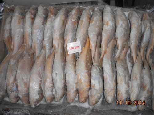 Yellow Croaker Suppliers