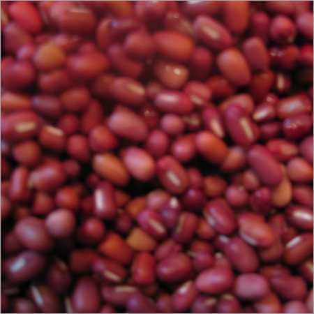 Gray Millet