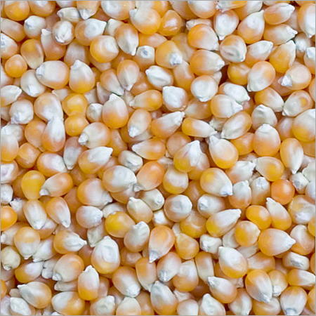 Indian Maize