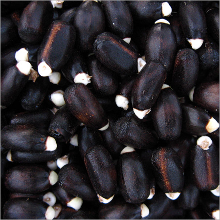 Jatropha Seed