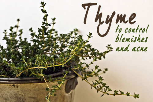 Organic Thyme Leaf