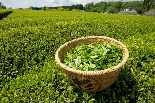 GreenTea