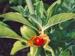 Ashwagandha Leaf