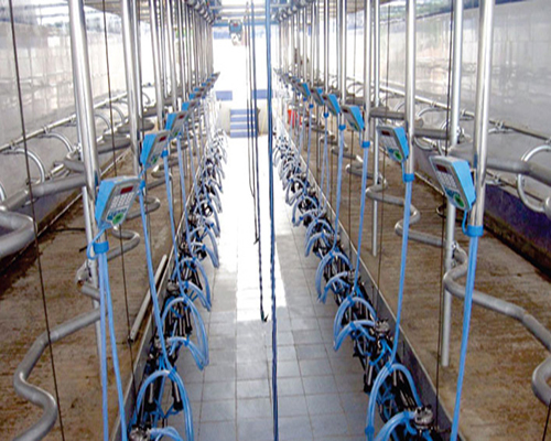 Herringbone Milking Parlours