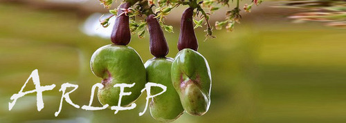 Raw Cashew