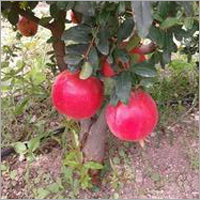 Red Pomegranate