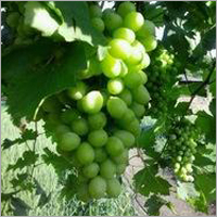 Fresh Grapes