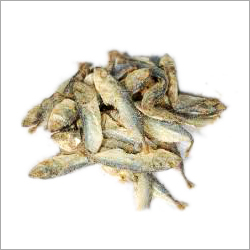 Bangdi Fish