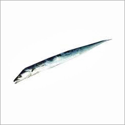 Ribbon Fish - Silver Color Variable Length | Delicious Taste High Protein Omega-3 Rich Sustainable Source