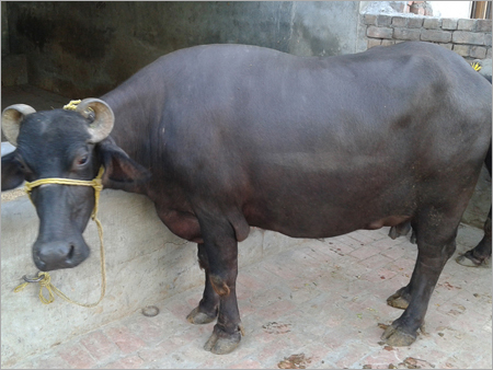 Murrah Buffalo - 500-700 kg | Black Color, High Milk Yield, Strong Build, Disease Resistance, Efficient Feed Conversion