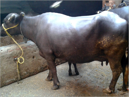 Indian Murrah Buffalo - 500-700 kg, 1.3-1.5 m Height, Black Color | High Milk Yield, Disease Resistance, Strong Build, Gentle Temperament, Adaptable