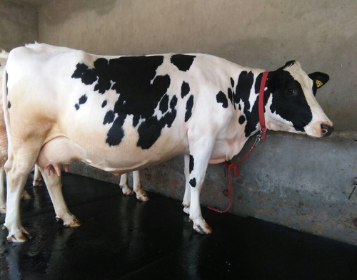 Hf Cattle