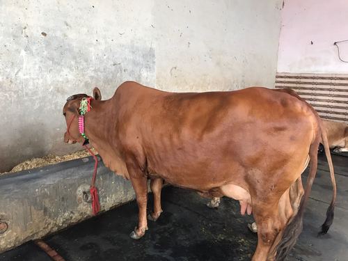 Indian Jersey Cow