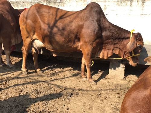 Livestock Sahiwal Cow