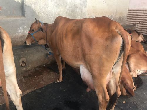 Indian Sahiwal Cow