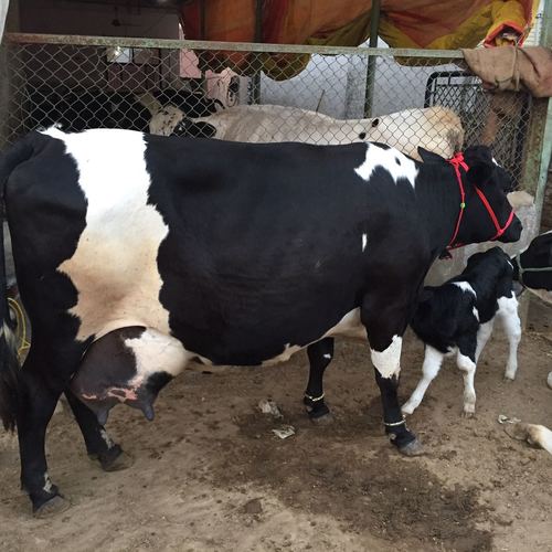 Black Hiffer Cow