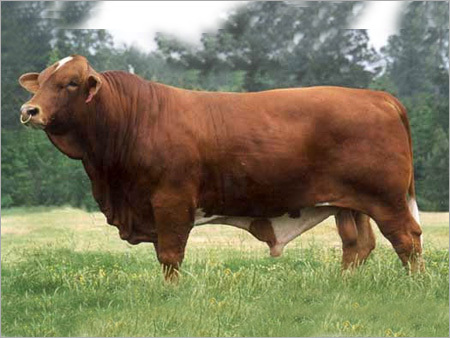 Hf Bull