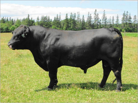Heavy Hf Bull