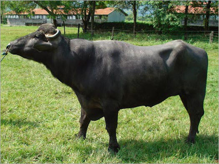 Murrah Bull
