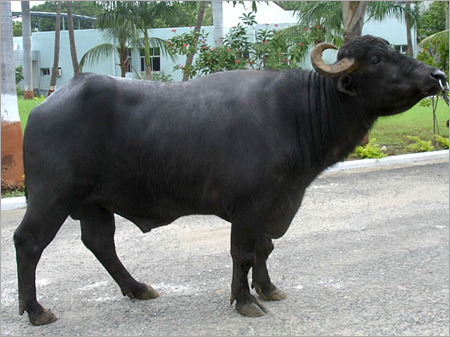 Murrah Bull