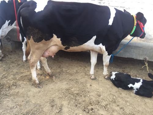 Holstein Friesian Cows
