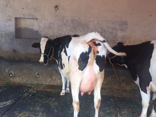 Holstein Friesian Cows