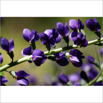 Indigo Flower