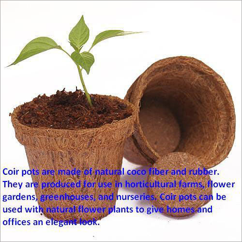 Coco Pot