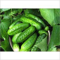 Gherkins - Elongated Shape, Variable Size, Green Color | Blood Pressure Control, Nutrient-rich, Weight Loss Aid, Health Booster, Disease Prevention