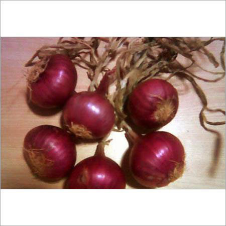 Onion