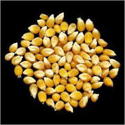 Corn