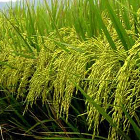 Rice