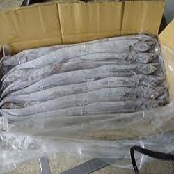 Dry ribbon fish