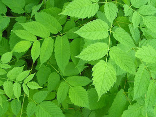 Tulsi leaves